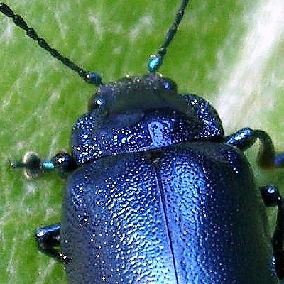 Un Crisomelino dal Parco Adamello Brenta